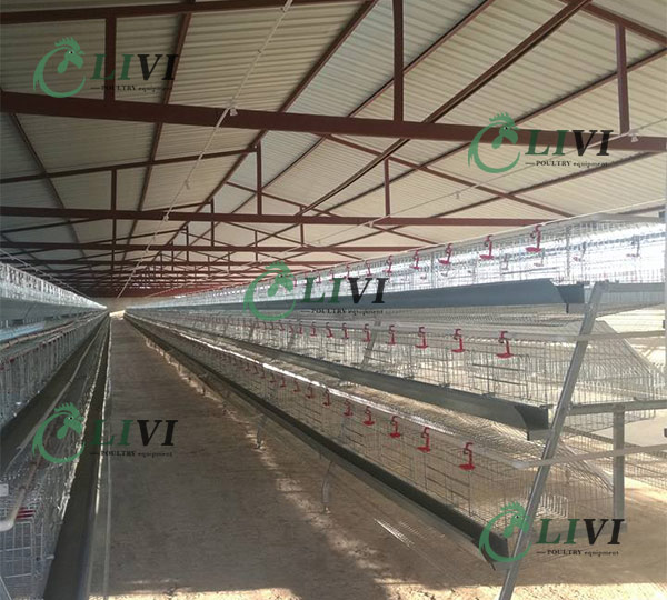 egg chicken cage for sale