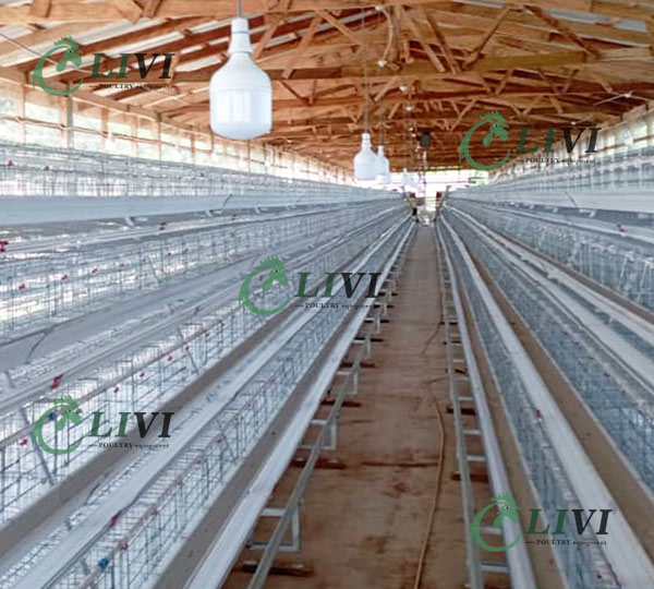 poultry layer cage price