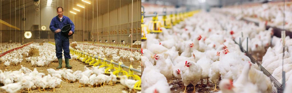 How much does it cost to start a broiler poultry farm