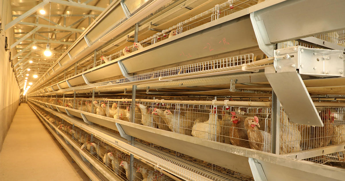 poultry chicken battery layer cages