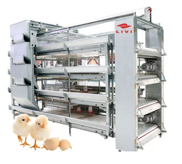 Automatic H Type Layer Battery Cages for 30000-100000 birds