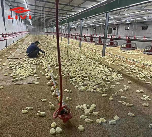 Automatic-Deep-Litter-System-For-Broilers-5000-30000-Birds-Per-House