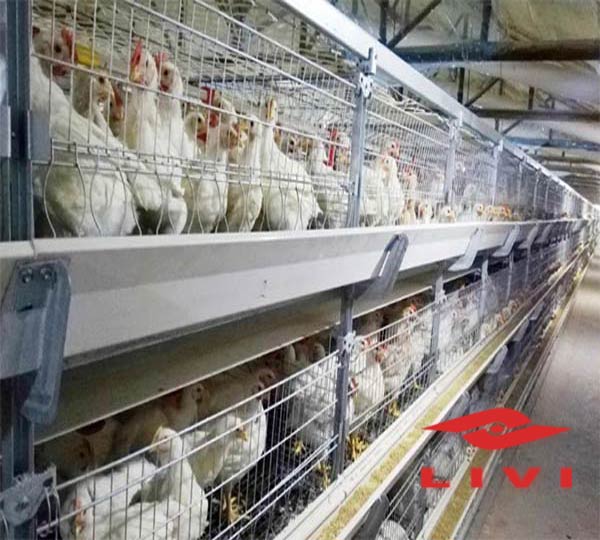 Automatic H Type Broiler Battery Cages For 5000-100000 Birds