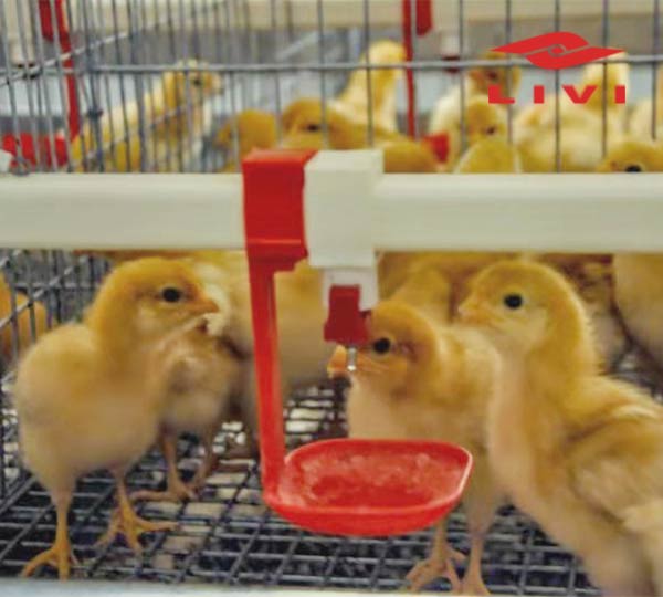 Baby-Chick-Battery-Cages-H-Type-Pullet-Chicken-Cages