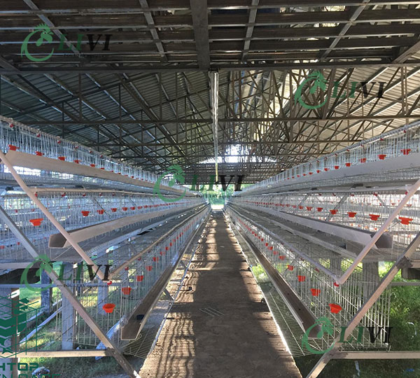 A Type 96 Birds Hens Galvanized Egg Laying Cages