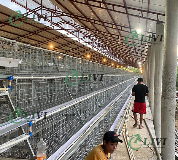 A Type 96 Birds Hens Galvanized Egg Laying Cages