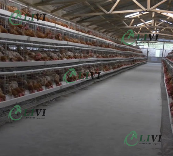 A Type Chicken Hen Battery Cage Poultry Farm Automatic Layer Farming System