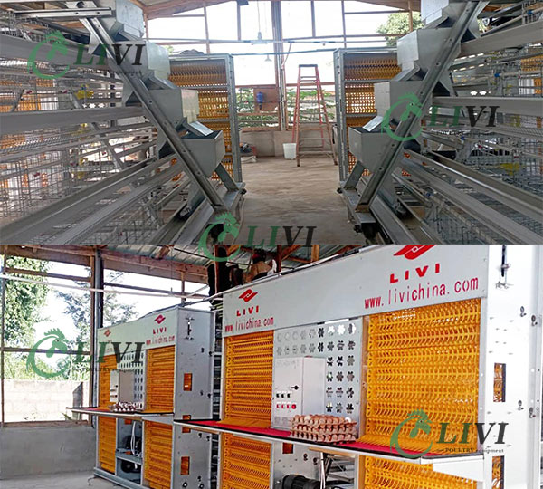 automatic chicken poultry layer farm battery cages