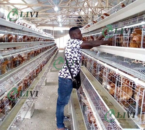 battery cage for sale layer cage price