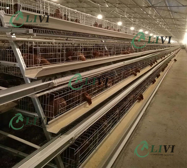 chicken layer cages for sale