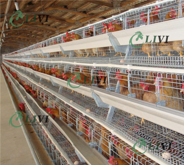 Hot Sale Poultry Farm A Type Full Automatic Egg Chickens Poultry Farm Layer Battery Cage Nigeria