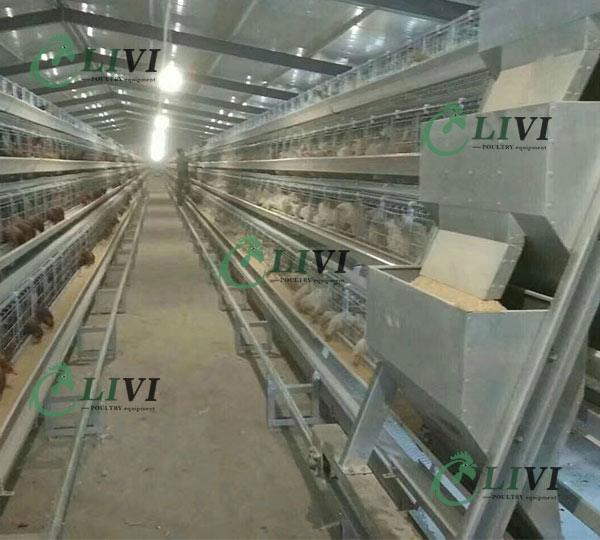 Nigeria A Type Chicken House Layer Battery Cage with Full Automatic Poultry Feeding Equipment