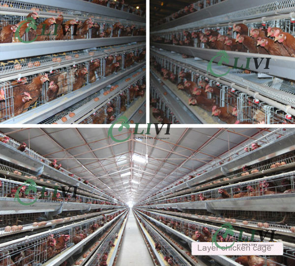 Hot Sale A Type Galvanized Automatic Egg Layer Chicken Cages