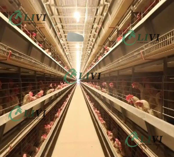 h-type layer poultry battery chicken cage system