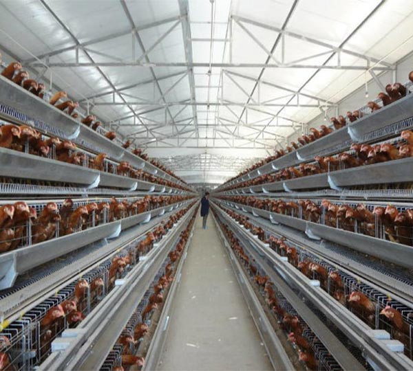 Layers Battery Cage Poultry Farming in Ghana