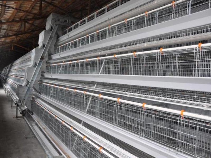 automatic layer poultry farm cages