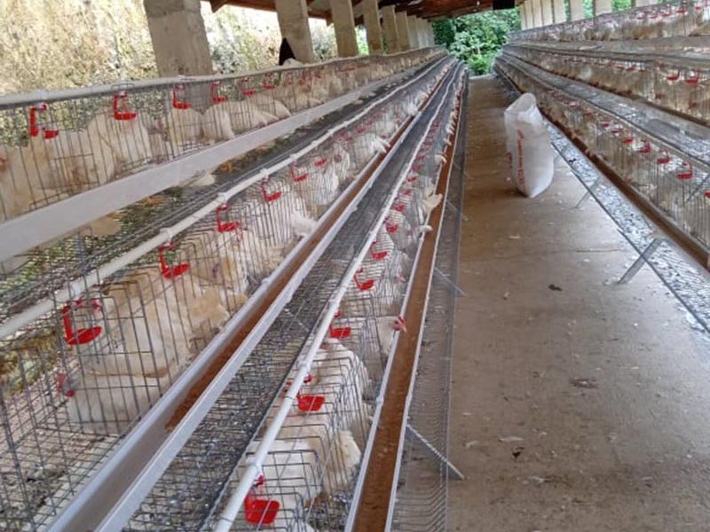 chicken-cage-for-sale-in-the-phippines