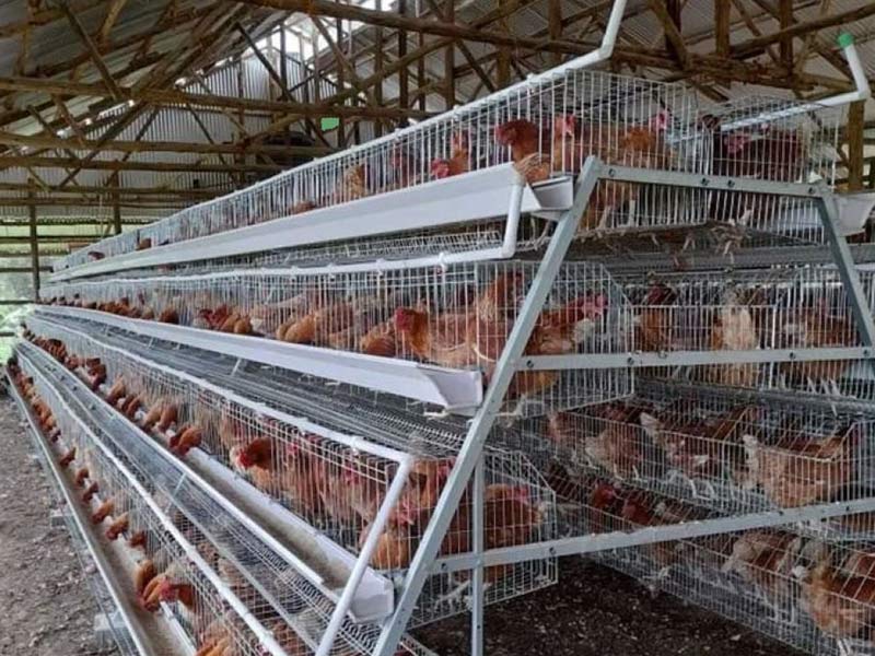 chicken layer cages for sale in kenya