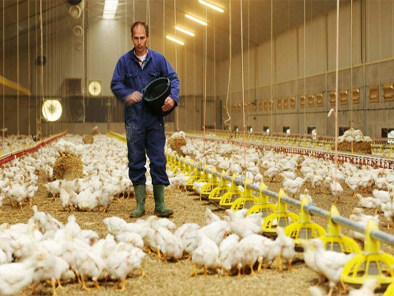 start a broiler poultry farm
