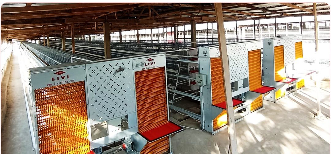 Product: A type layer poultry battery cages
Tiers: 4
Capacity: 160birds/set
Material: Hot galvanized, cold galvanized (according to customers’ requirement)
Application: medium-sized and large scale layer house
Lifespan: Last 20-30 years
Sales volume: Customers cover 80+ countries
Certificate: ISO9001, CE, SGS, SONCAP