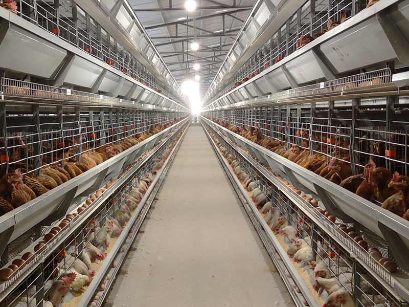 Automated Poultry Cages for Layers