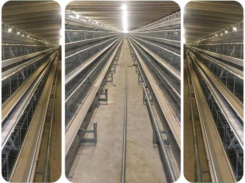 Automatic Poultry Cages